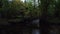 Scenic nature river in a forest with fresh green leaves early fall season