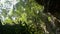 Scenic nature view from inside limestone cave through outside to see beautiful green plants covering on the rock mountain.