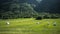 Scenic Norwegian Mountain Farmland