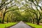 Scenic Oaks covered with spanish moss road valley