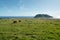 Scenic overview of cow pasture above beach, California