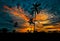 Scenic paddy with coconut trees at colourful sunset background, Sri Lanka