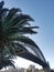 Scenic palm tree and Sydney Harbor bridge on a bright sunny day, Australia