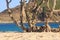 Scenic palm trunk and roots on Kuta beach, Lombok