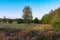 Scenic panorama of a german heather landscape in autumn with purple flowering erica plants