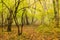 Scenic panorama of green forest thicket in summer