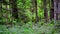 Scenic panorama of green forest thicket in summer