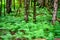 Scenic panorama of green forest thicket in summer