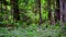 Scenic panorama of green forest thicket in summer