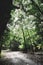 Scenic path in a lush green forest with tall, leafy trees on either side