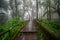 Scenic pathway of Ang Ka nature trail Doi Inthanon