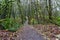 Scenic pathway in the forest