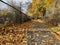 Scenic pathway lined with golden autumn trees