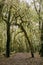 Scenic pathway in a lush forest lined with trees, covered in vibrant moss