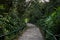 Scenic pathway in the middle of the wood of Gede Pangrango Mountain