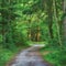 Scenic pathway surrounded by lush green trees and greenery in nature in a Danish forest in springtime. Deserted walkway