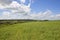 Scenic pea fields
