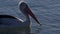 Scenic pelican swimming
