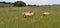 Scenic photo of 3 sheep gazing on long lush green grass under a willow tree