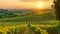 A scenic photo capturing the sun setting over a vineyard, with rows of grapevines in the foreground, Grape vineyards in the