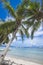 Scenic photo framed by coconut trees tilted towards the beach. Multiple outrigger boats docked near the shore. At Dumaluan Beach