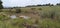 Scenic photo of a herd of sheep grazing on long lush green grass near a dam