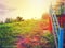 Scenic photo of red wood ladder on the hill with sun light