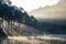 Scenic pine forest sunlight shine with swan on fog reservoir in