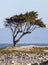 Scenic pine tree at the seventeen mile drive near Pebble Beach