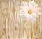 Scenic pink flower on a background of wooden boards. Handmade.