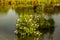 A scenic pond with islets of flowers