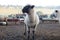 A scenic portrait photograph of a beige sheep with a black face and ears with a South African farm landscape in the background