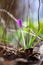 A scenic portrait of a purple crocus flower standing in between other less vibrant vegetation in a garden. The plant has a white