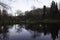 Scenic portrait of trees reflected in water