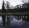 Scenic portrait of trees reflected in water