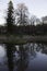 Scenic portrait of trees reflected in water