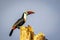 Scenic portrait of White-throated Toucan at sunset