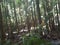 The scenic Rain forest park mary cairncross