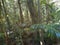 The scenic Rain forest park mary cairncross