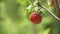 Scenic red apple hanging on a tree closeup