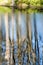 Scenic reflections of trees and clouds in water