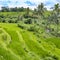 Scenic rice paddys in Bali with palm trees