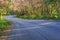 Scenic road with cheery blossom