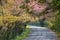 Scenic road with cheery blossom