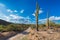 Scenic road in the Desert with Saguaro Cacti