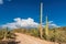 Scenic road in the Desert with Saguaro Cacti