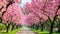 A scenic road is engulfed in a sea of vibrant pink flowers, creating a picturesque view, An elegant alley of plum trees in full