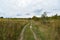 Scenic road through the forest. Rustic landscape. Green grass, trees, shrubs. clouds