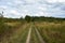 Scenic road through the forest. Rustic landscape. Green grass, trees, shrubs. clouds