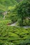 Scenic road in green tea plantations in mountain. Tea garden with widing road. Nature landscape of Cameron highlands, Malaysia